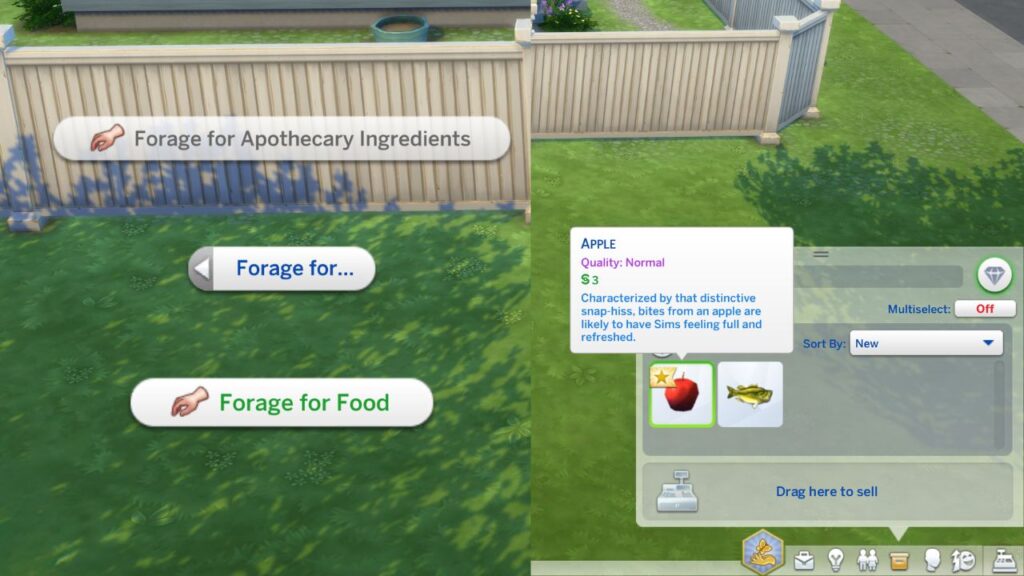 A screenshot from The Sims 4 showing how to forage for food