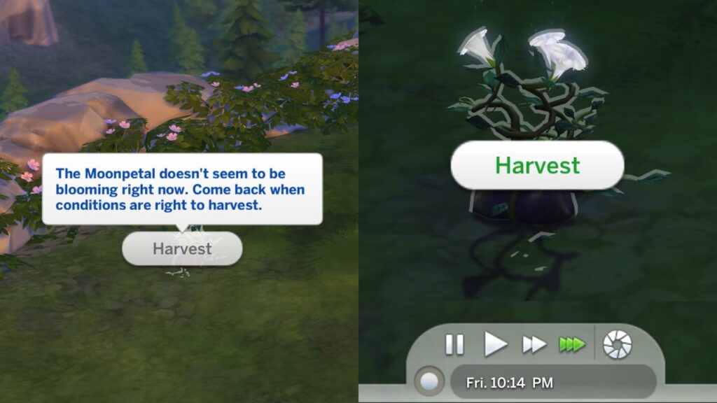 A screenshot from The Sims 4 showing a Moonpetal plant not being ready to harvest because of the lunar phase