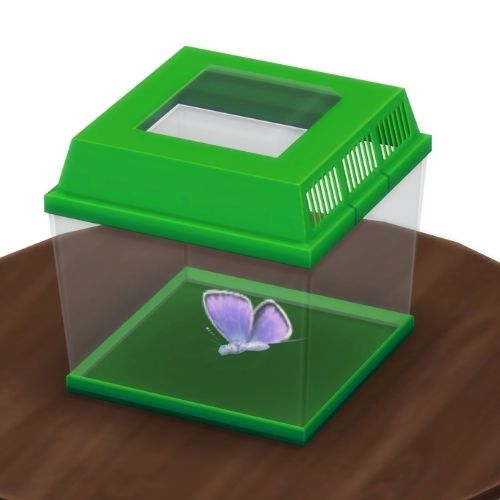A screenshot from The Sims 4 showing a brown wooden table with a green insect container on top. Inside is a purple butterfly