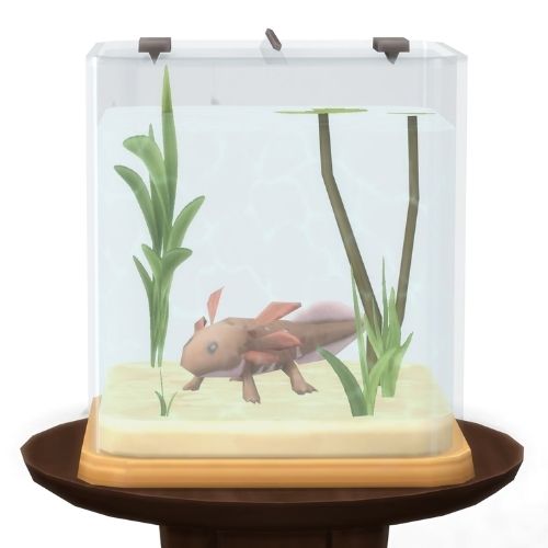 A screenshot from The Sims 4 showing a brown circle table with an axolotl habitat on top. Inside is a wild copper axolotl 