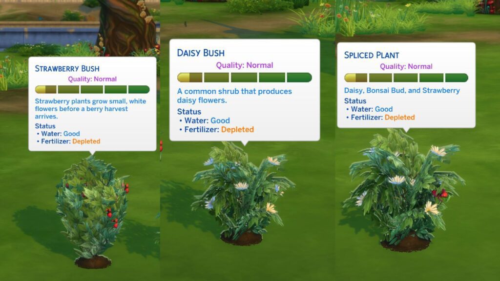 A screenshot from The Sims 4 showing a strawberry bush, daisy bush and spliced plant for bonsai buds