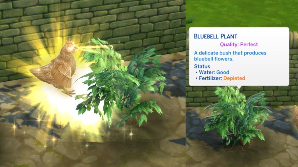 A screenshot from The Sims 4 showing a golden chicken transforming a plant to perfect quality