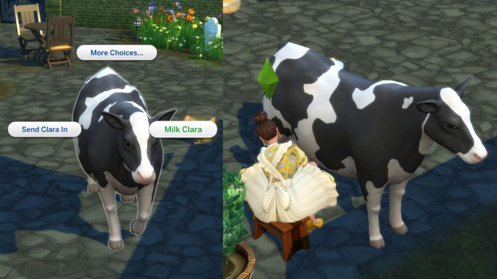 A screenshot from The Sims 4 showing how to milk a cow