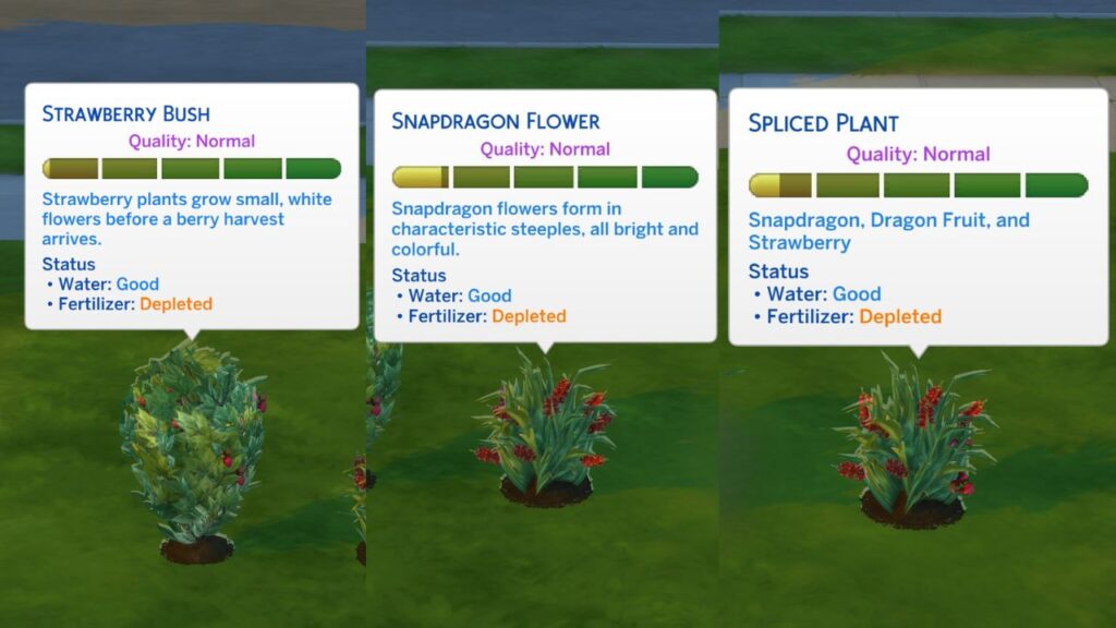 A screenshot from The Sims 4 showing the stages of a dragonfruit graft